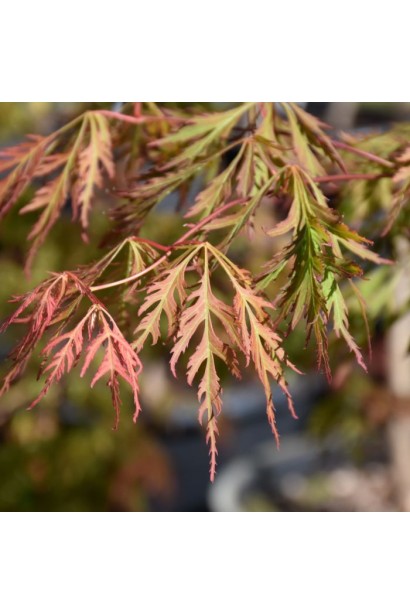 Клен ложнозибольдів Ice Dragon